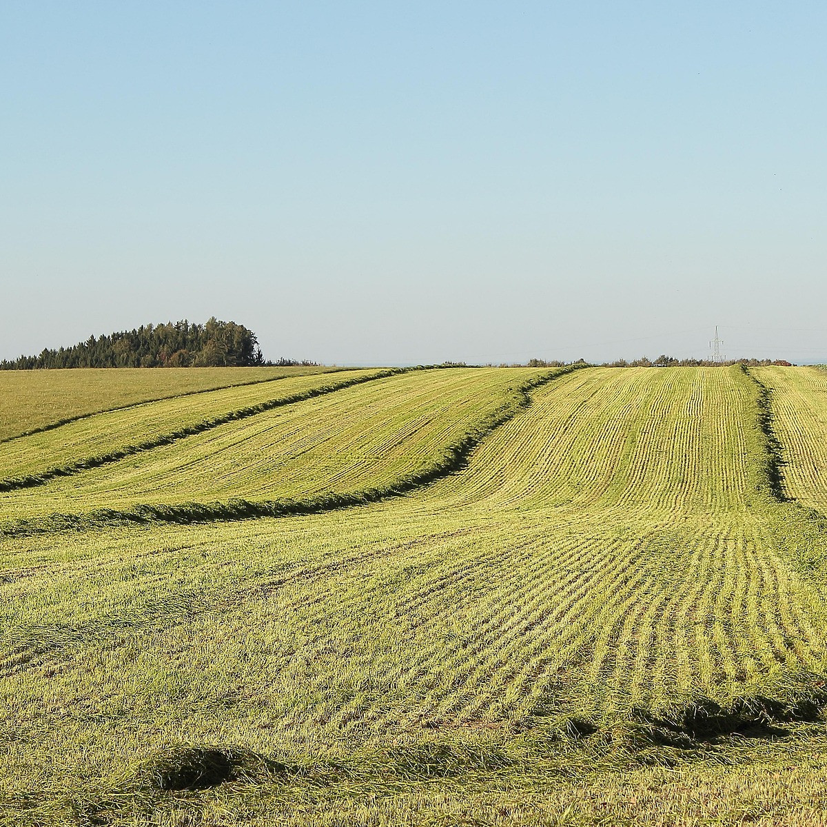 HENNA BASED HAIR COLOR