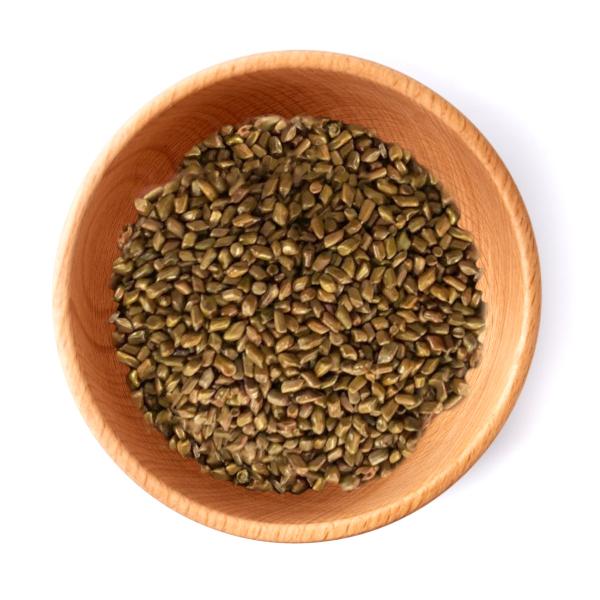 Senna Seeds