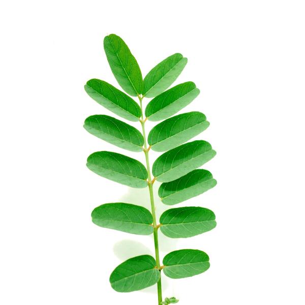 Senna Stem
